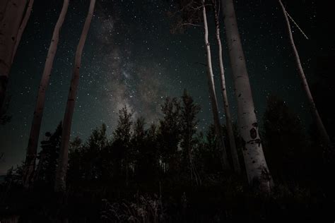 Banco De Imagens árvore Floresta Céu Noite Estrela Atmosfera Trevas Espaço Sideral