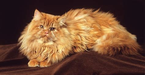 8 Popular Garfield Cat Breeds In Love With Lasagna LOL Cats