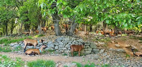 Agropastoralisme Les Causses Et Les C Vennes Patrimoine Mondial De