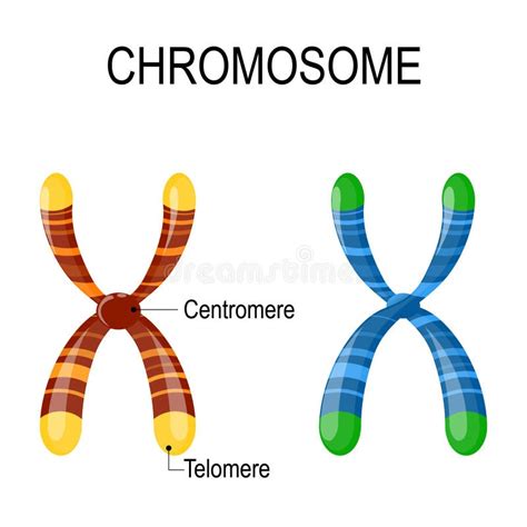 Chromosomes With Centrosomes And Telomeres Stock Vector Illustration