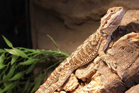 How To Take Care Of A Bearded Dragon A Simple Guide For Beginners