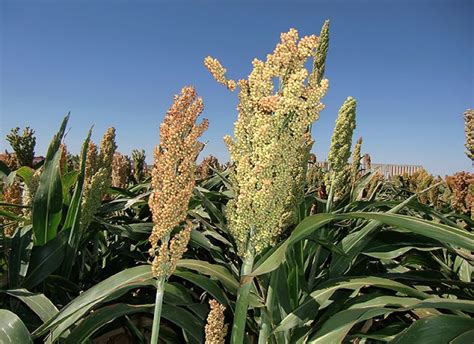 New Sorghum Variety Introduced To Farmers Gardja