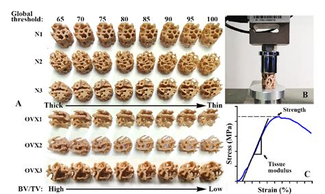 Figure From Studying Trabecular Bone Samples Demonstrates A Power Law