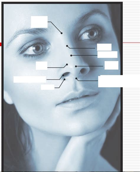 Structure Of The Nose Diagram Quizlet