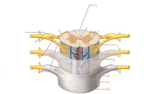 General Spine Anatomy Flashcards Quizlet