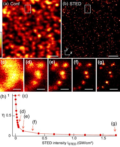 Resolution enhancement realized by STED microscopy. (a,b) Confocal(a ...