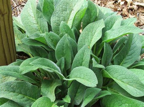 Корень живокоста: лечебные свойства и противопоказания