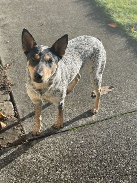 Australian Cattle Dog For Sale In Spanaway 1 Petzlover