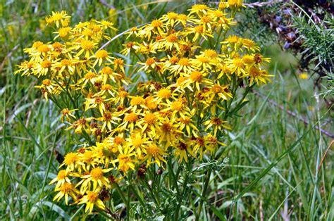 North Fife: Ragwort