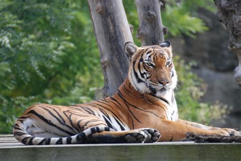 Malayan Tiger - Facts, Size, Diet, Pictures - All Animal Facts