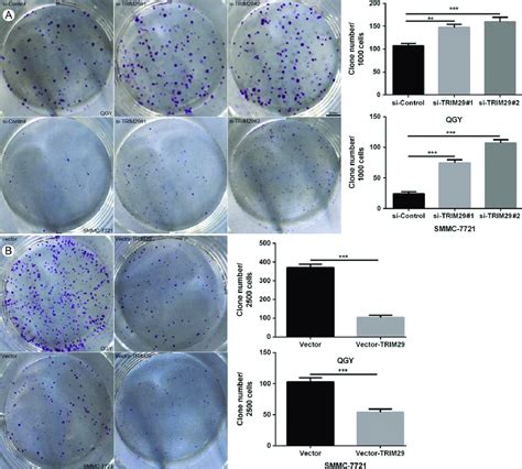 Cell Proliferation Ability Analyzed By Colony Formation Assay A Download Scientific Diagram