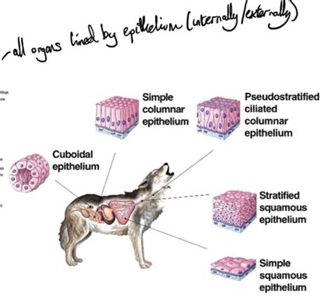 Histology- Epithelial Tissue Flashcards | Quizlet