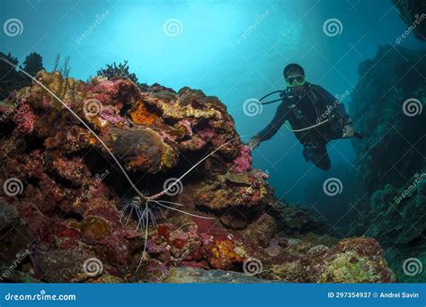 A Scuba Diver Dives Into A Coral Reef In The Philippine Sea On May