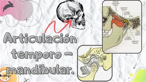 La articulación temporomandibular Anatomía Super fácil con evaluación