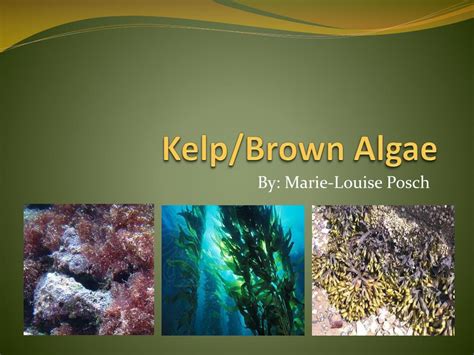 PPT - Kelp/Brown Algae PowerPoint Presentation, free download - ID:2978846