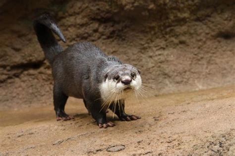 Look, I'm a Scary Scorpion! — The Daily Otter