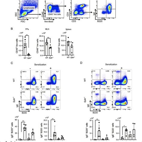 Splenic IgE Cells Are Responsible For IgE Production In Spib