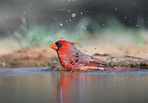 Northern Cardinal | Audubon Field Guide