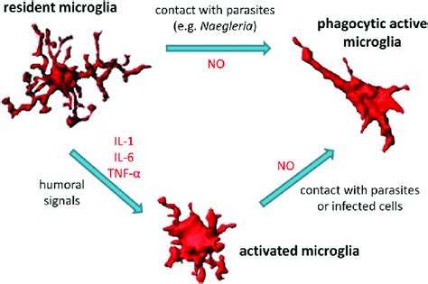 Microglial Cells