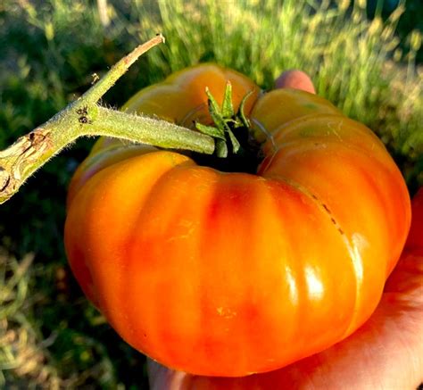 Tomato Orange Beefsteak Seedfreaks Sow The Change You Want To Seed