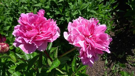 Пион Зе Фаун (Paeonia The Fawn) -Wright, 1980, USА - YouTube