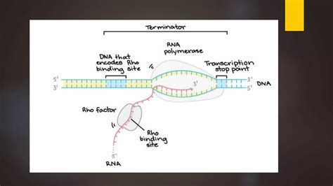 Basic Principle Of Transcription Organization Of Transcriptional Units