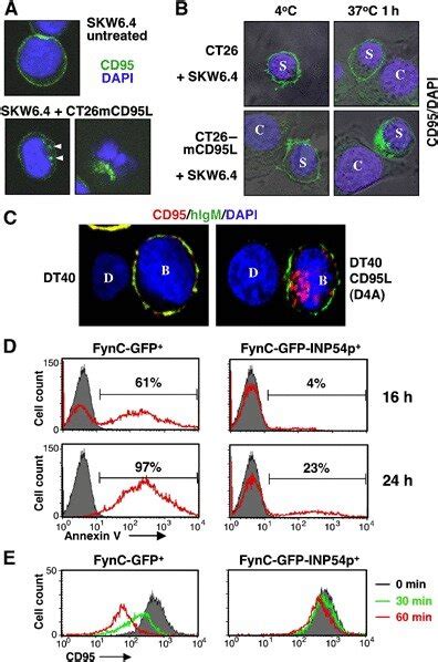 Membrane Bound Cd95l Induces Internalization Of Cd95 A Download