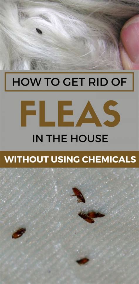 Homemade Remedies To Get Rid Of Fleas On Dogs