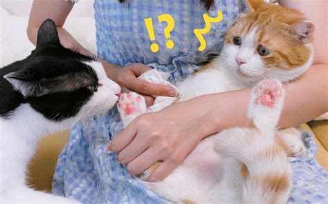 给猫洗脚后，奶牛猫被迷得神魂颠倒，橘猫：你不要过来啊！？ 花花与三猫catlive 花花与三猫catlive 哔哩哔哩视频