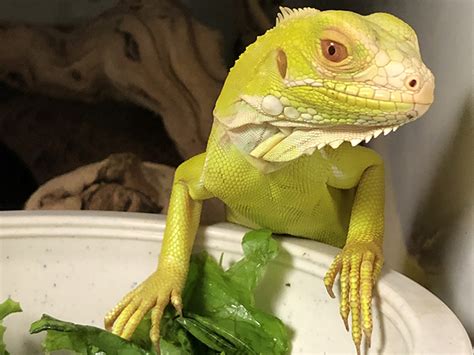 Albino Iguanas Are A Recessive Color Mutation Jons Jungle