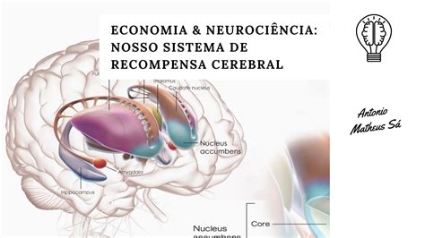 ECONOMIA NEUROCIÊNCIA NOSSO SISTEMA DE RECOMPENSA CEREBRAL YouTube