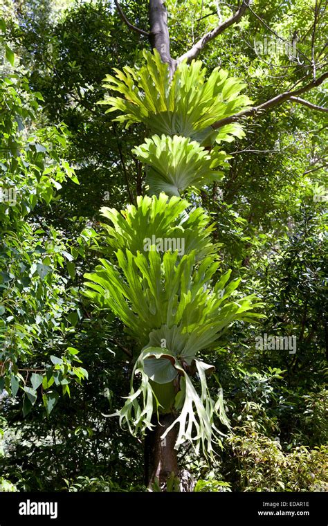 Common staghorn fern, Elkhorn fern (Platycerium bifurcate), Australia ...