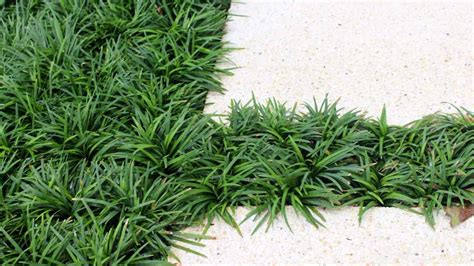 How To Plant Grow And Care For Mondo Grass Everchanging Garden Blog