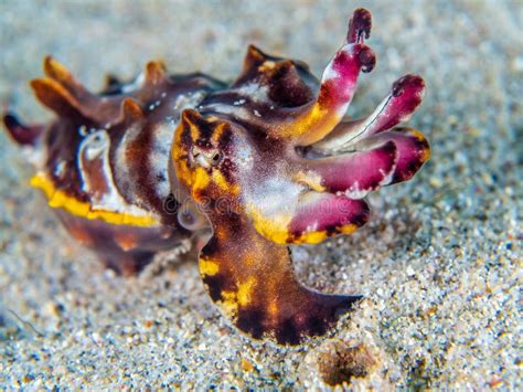 Flamboyant Cuttlefish Metasepia Pfefferi Bangka Indonesia Stock