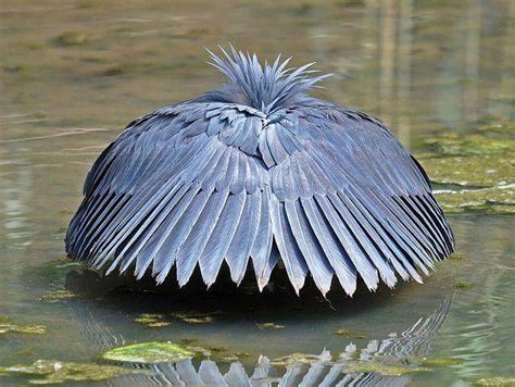 The Black Heron Uses A Hunting Method Called Canopy Feeding—it Uses Its