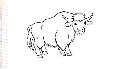 Yak Drawings Easy Outline Drawings Easy How To Draw An Yak Step By