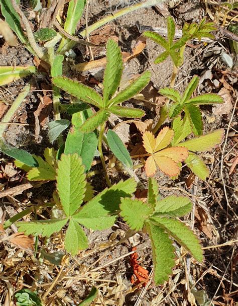 Vår Potentil Potentilla Tabernaemontani Naturbasen