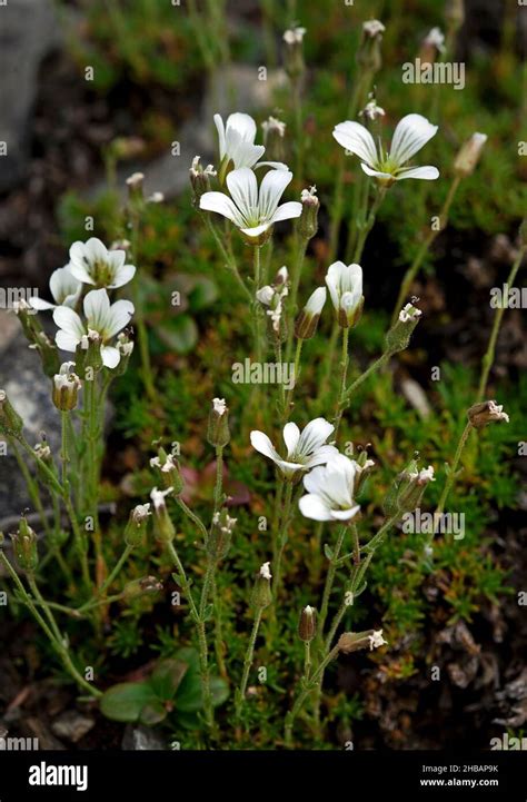 Arenaria Capillaris Hi Res Stock Photography And Images Alamy