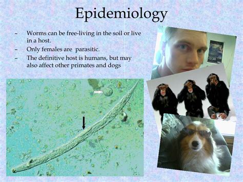 Ppt Strongyloides Stercoralis Threadworm Powerpoint Presentation Free Download Id9454957