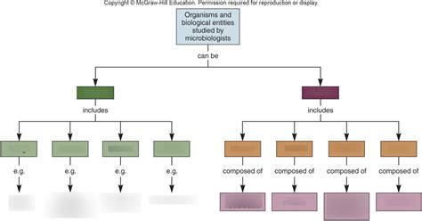 Divisions And Types Of Microbes Diagram Quizlet