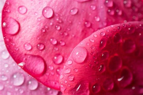 Rose Petal Covered With Water Droplets Stock Photo Image Of Liquid