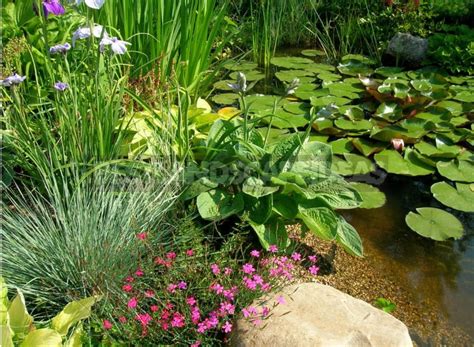 Making Garden Pond Plants (Part 1) - Best Landscape Ideas