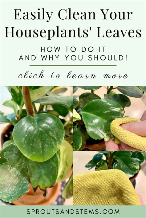 How To Clean Houseplant Leaves Artofit