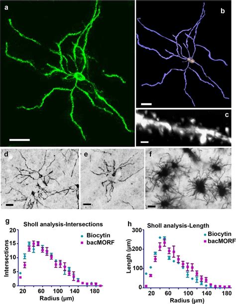 Imaging And D Reconstruction Of Detailed Dendritic And Spine