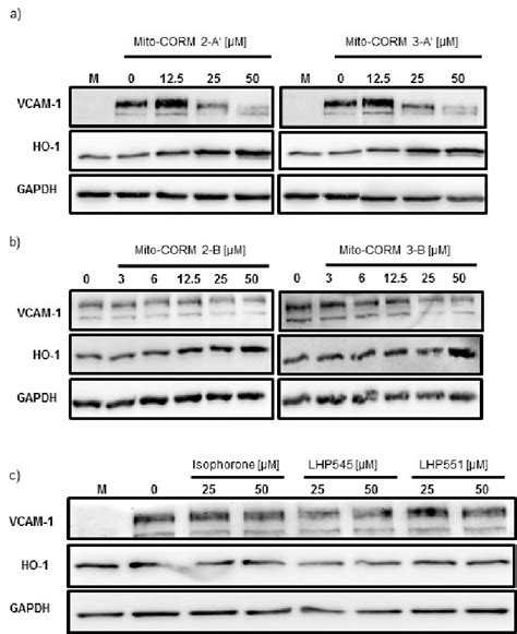 Inhibition Of VCAM 1 Expression And Induction Of HO 1 By MitoCORMs