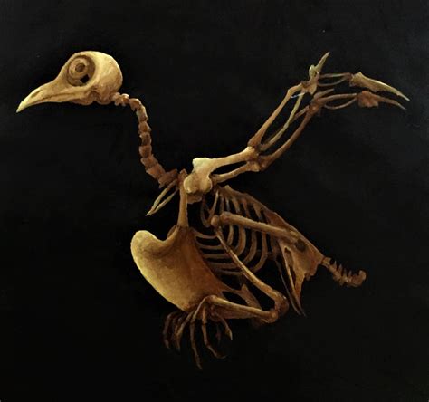 Bird skeleton by Hobbscotch on DeviantArt