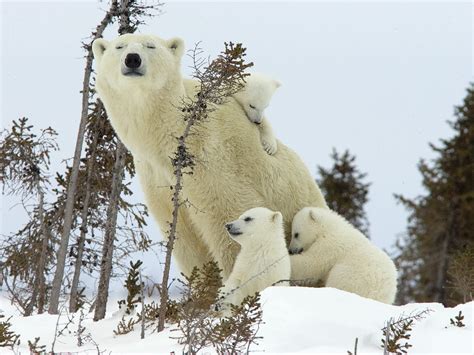 🔥 [50+] Winter Animal Scenes Wallpapers | WallpaperSafari