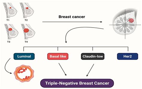 Molecules Free Full Text Natural Small Molecules In Breast Cancer