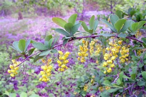 Berberis Vulgaris Common Barberry Go Botany