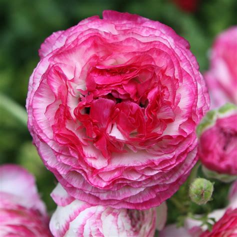 Votaniki Ranunculus Picotee Pink Persian Buttercup Perennial Ranunculus